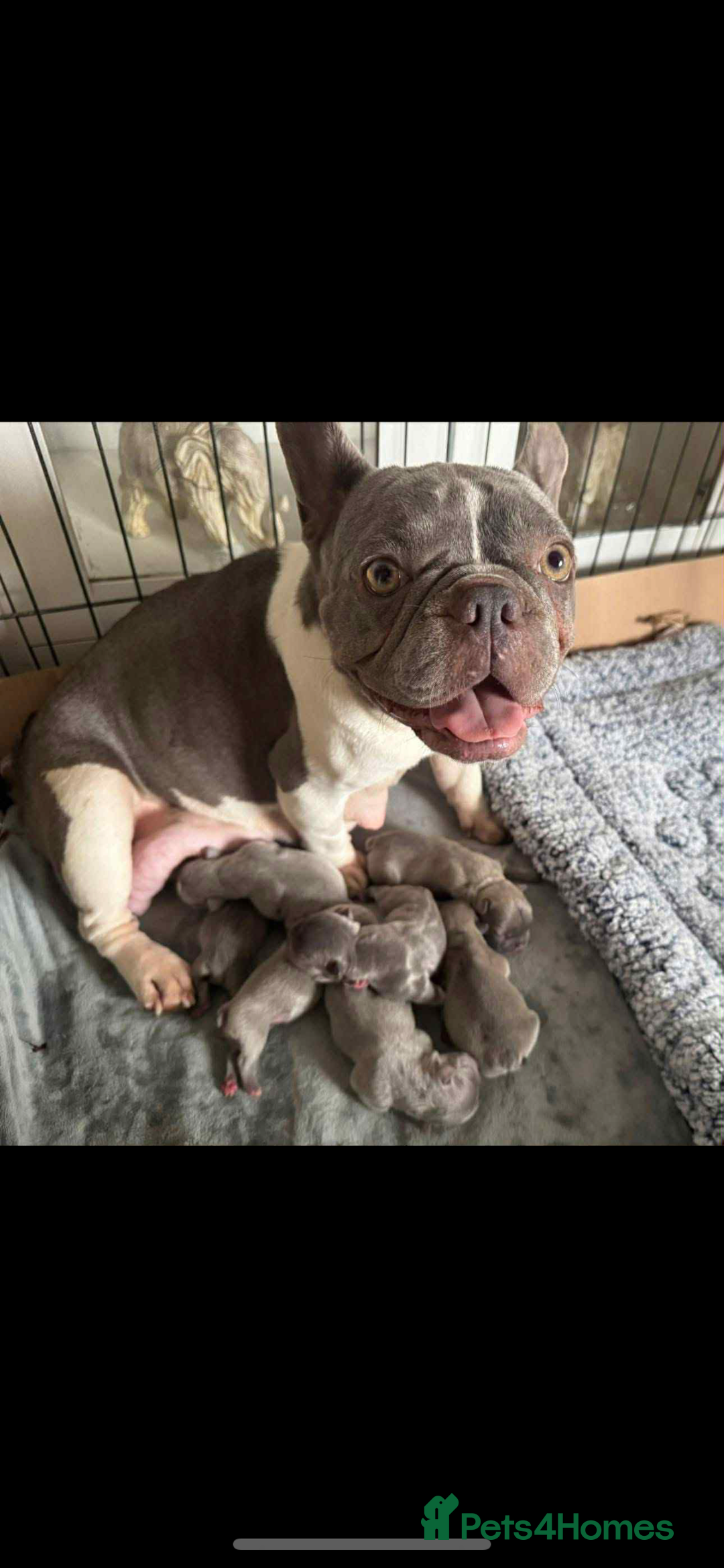French Bulldog dogs for sale: French bulldog pups available Reduced‼️ - Advert 10