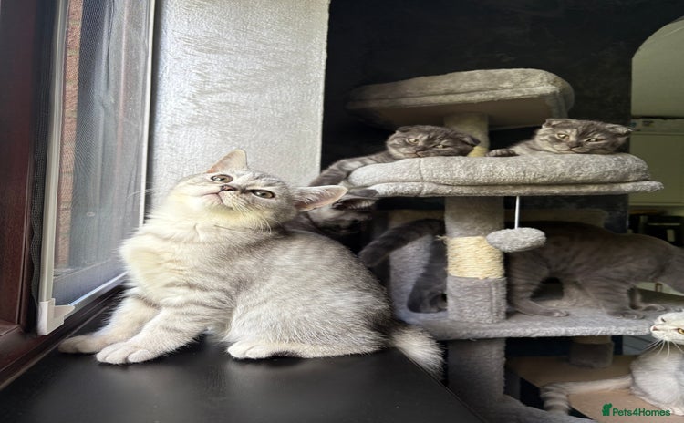 Scottish Fold cats - Advert 3