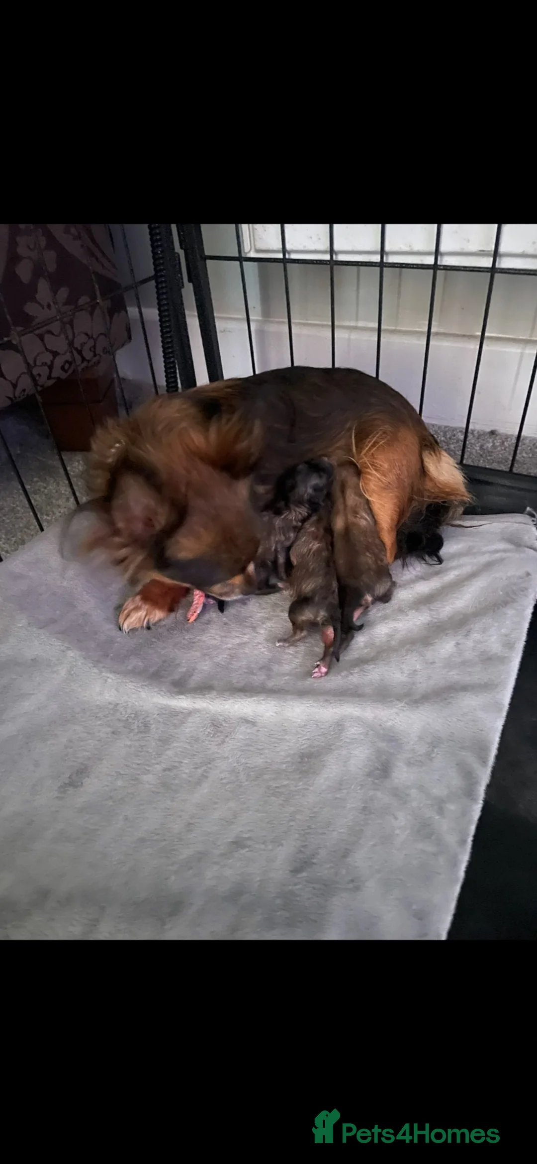Chipoo dogs for sale: Tiny beautiful brave chipoos  - Advert 10