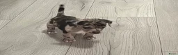 Jackshund dogs for sale: Beautiful jackweenies for sale  - Advert 31
