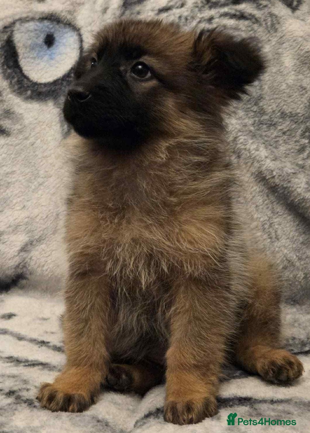 German Shepherd dogs for sale: 2 female German shepherd pups - Advert 4