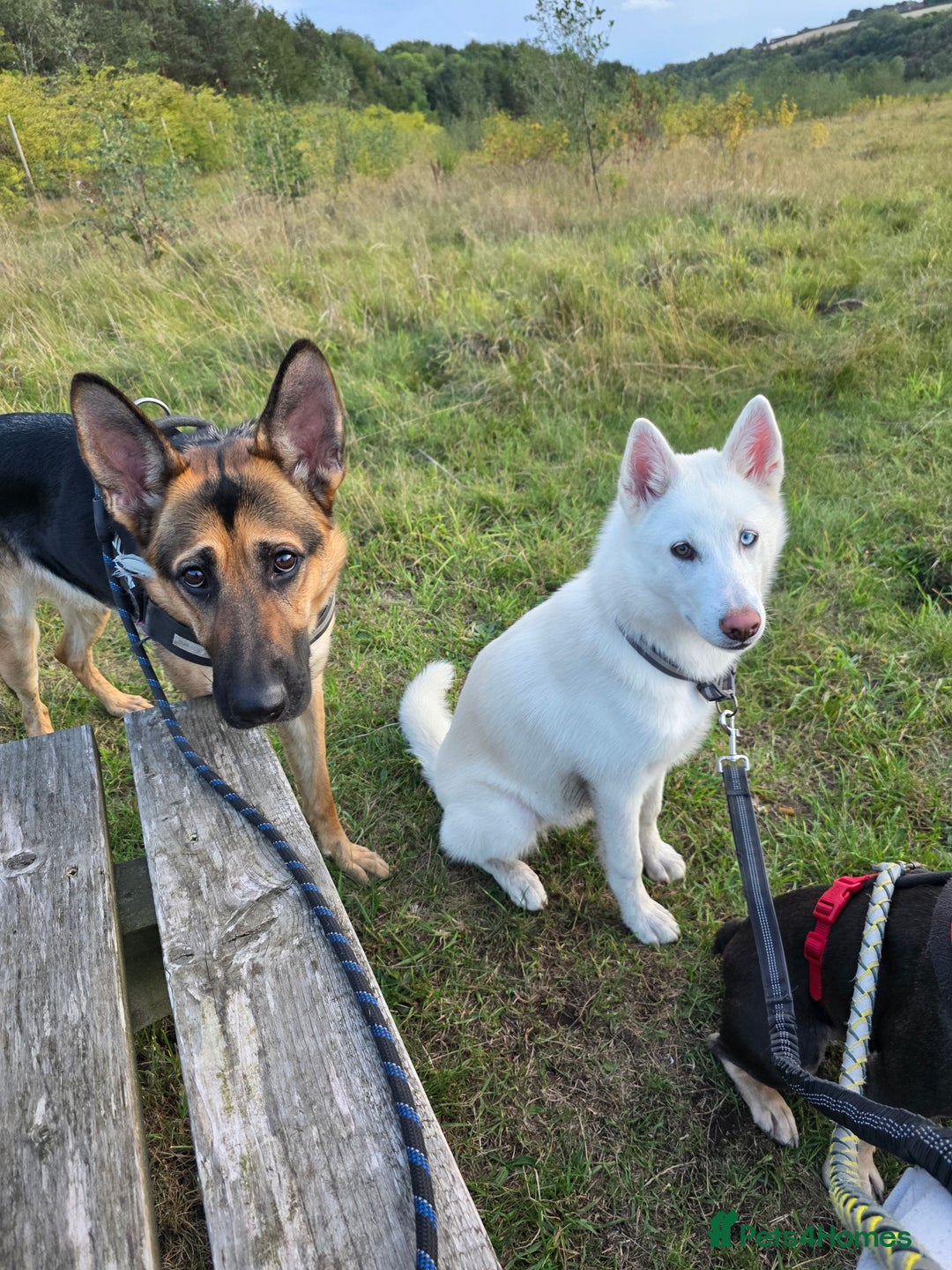 Siberian Husky dogs for sale: Skylar 7 month old white husky.  - Image 7