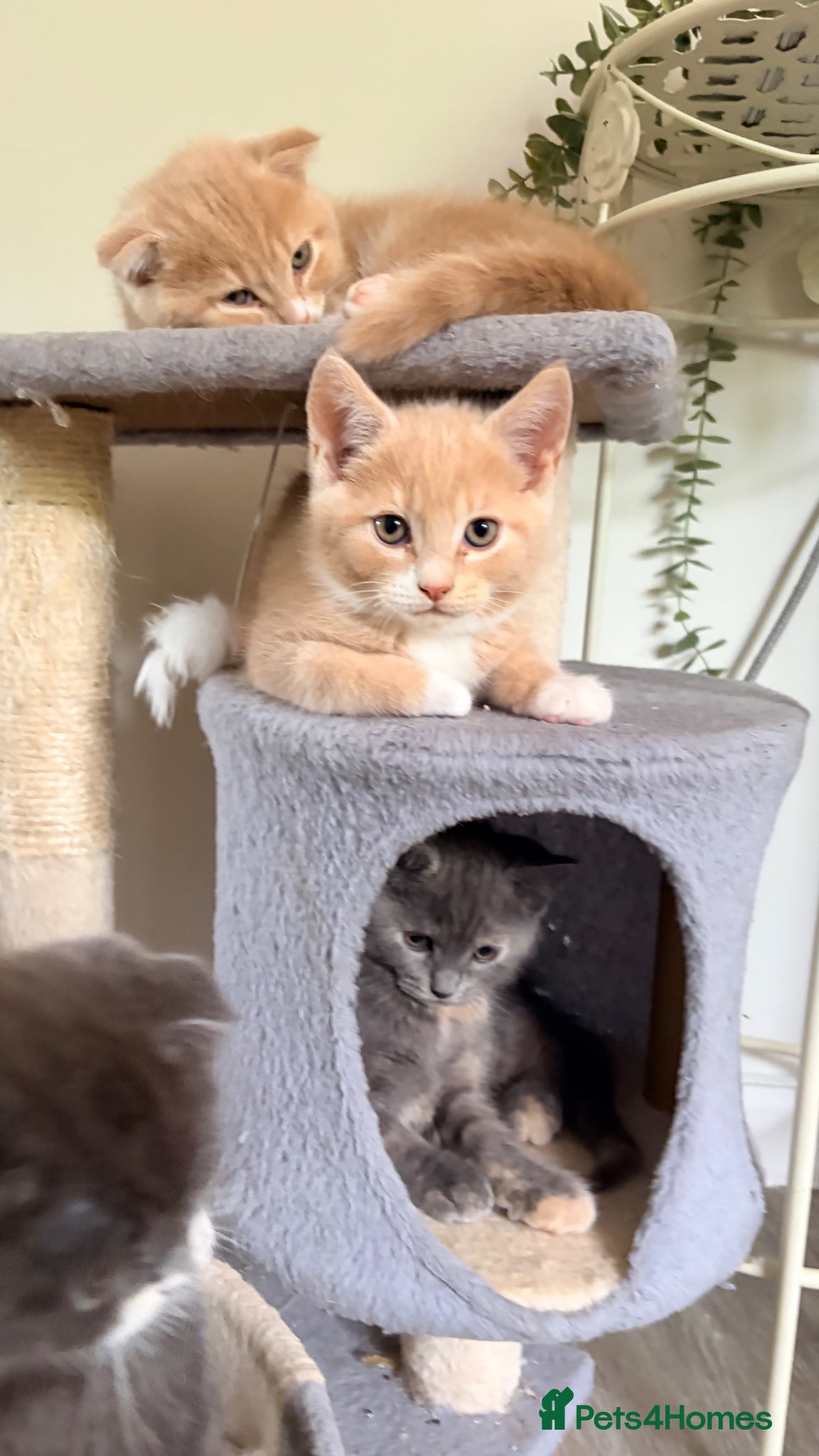 Scottish Fold Kitten 2