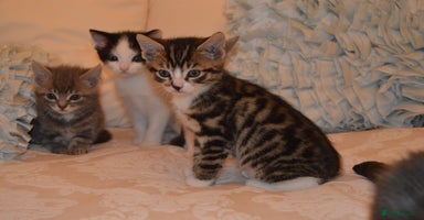 Mixed Breed cats - Advert 5