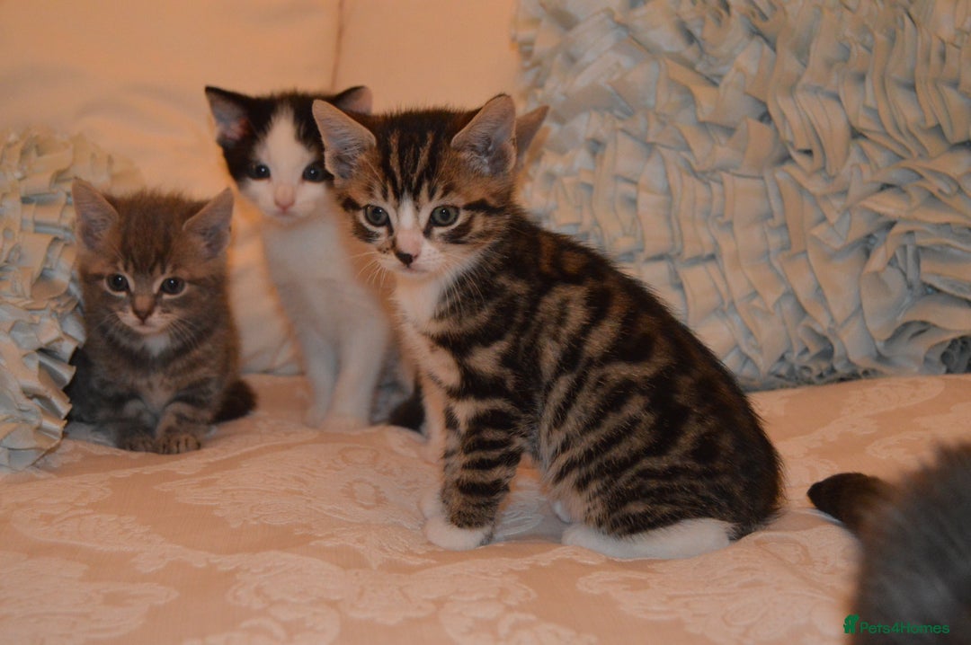 Mixed Breed cats for sale: 6 Adorable Playful Kittens for Sale - Image 6
