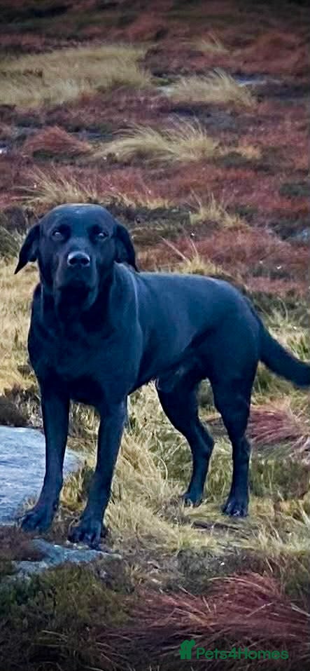 Labrador Retriever dogs Drakeshead pedigree working dogs   - Advert 13