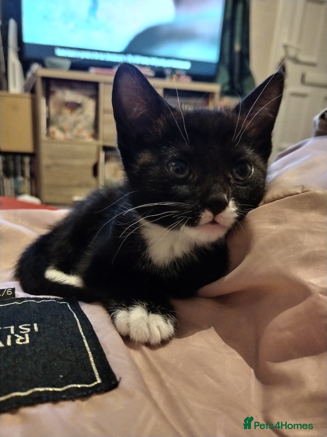 Mixed Breed cats for sale: 4 kittens black and white for homing - Advert 2