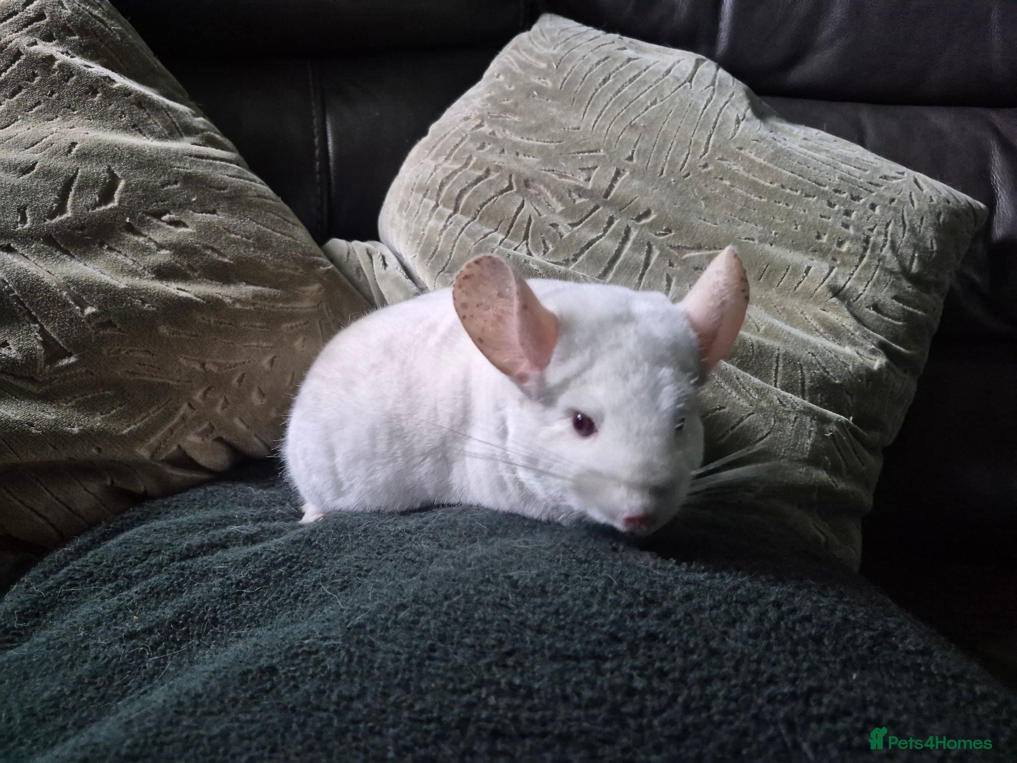 Chinchilla rodents Adult female chinchilla  - Advert 1