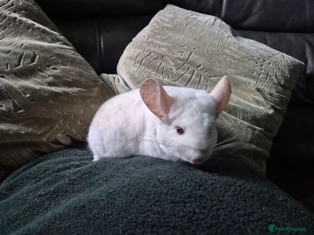 Chinchilla rodents for sale: Adult female chinchilla  - Advert 1