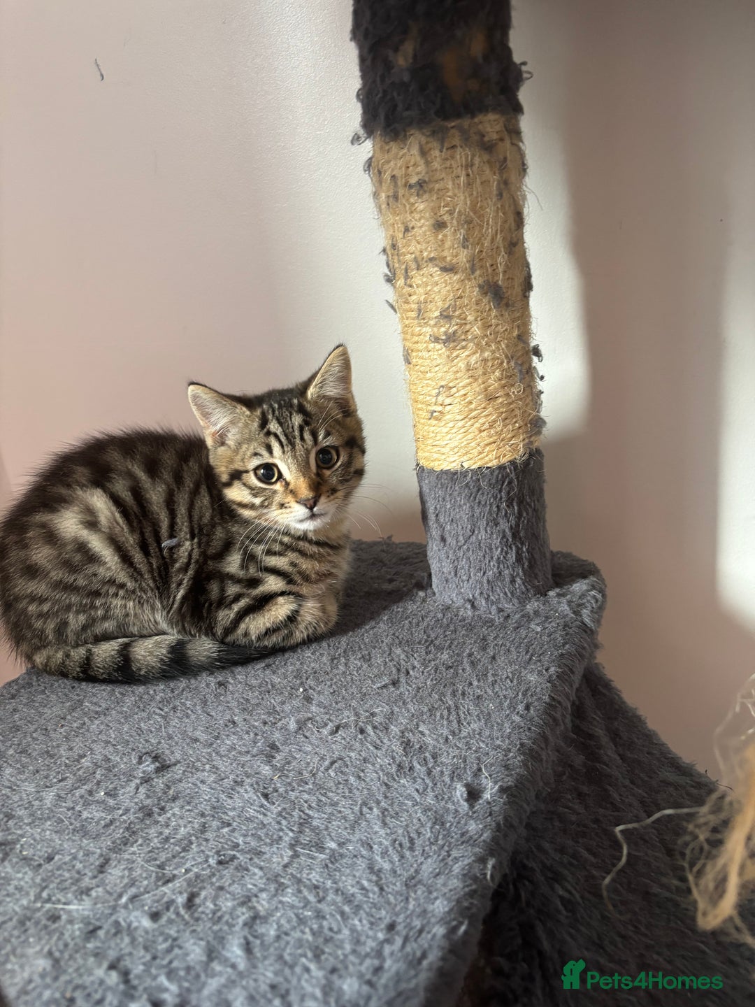 Mixed Breed cats for sale: Kitten MaineCoon cross 10 weeks 1 boy left 🥰🥰🥰 - Image 16