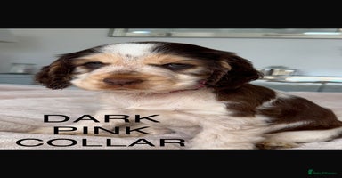 Cocker Spaniel dogs - Advert 2