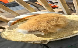 Guinea Pig rodents for sale: Swiss boar / Peruvian boar  in Wickford - Image 6