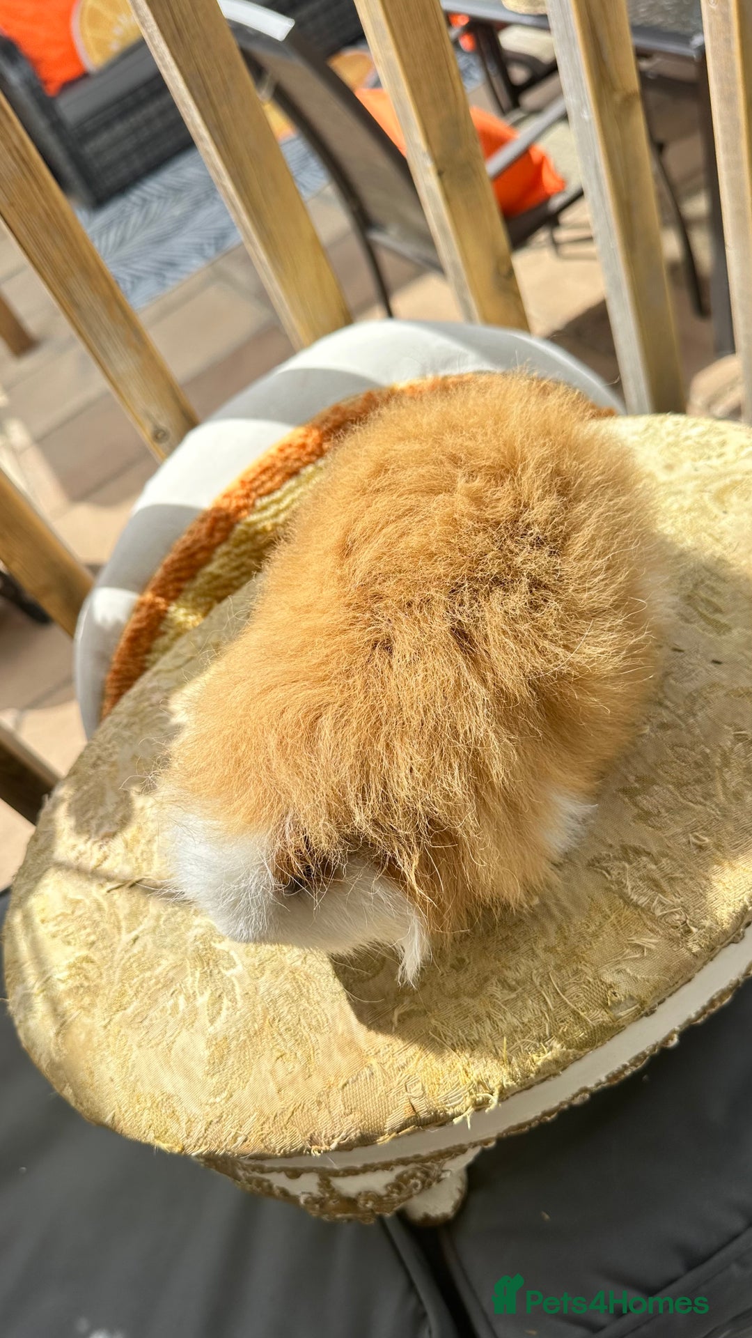 Guinea Pig rodents for sale: Swiss boar / Peruvian boar  in Wickford - Image 6
