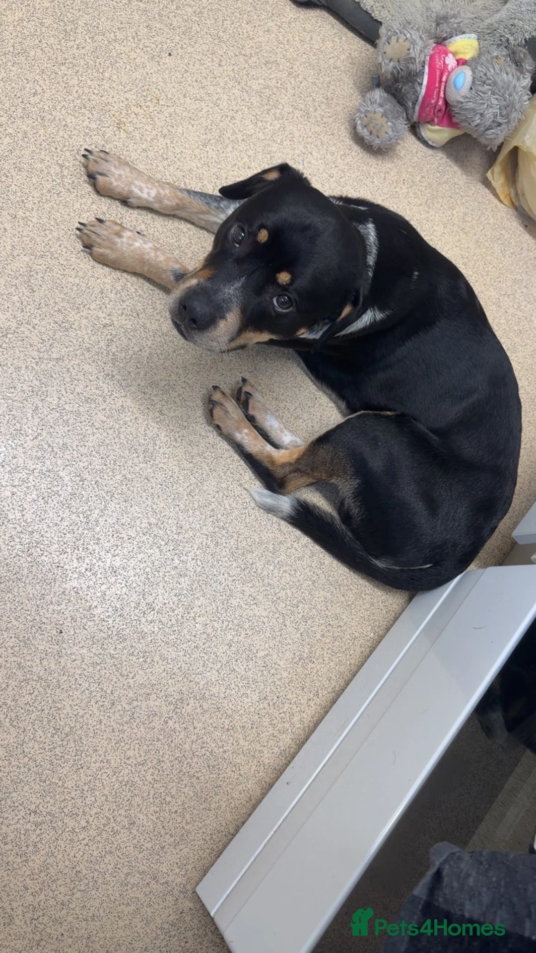 Mixed Breed dogs for sale: DIESEL one and a half years old  - Advert 2