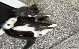 Mixed Breed cats for sale: 2 Beautiful Black n White kittens  - Image 2