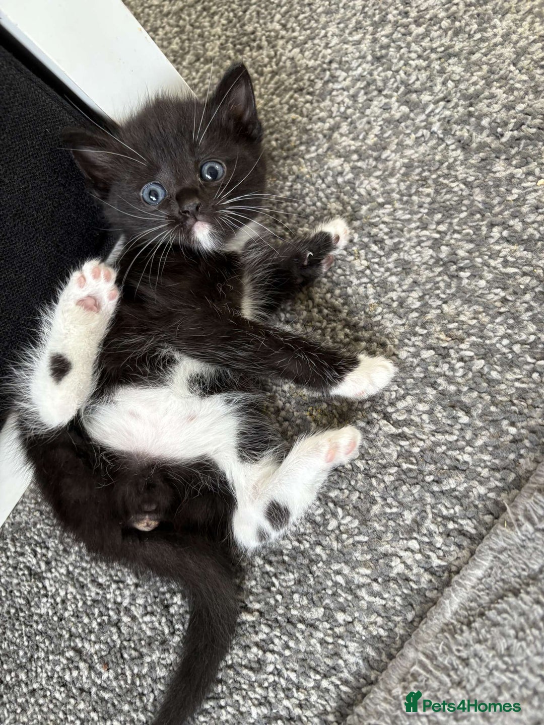 Mixed Breed cats for sale: 2 Beautiful Black n White kittens  - Image 2