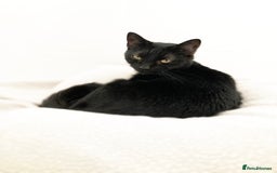 Domestic Shorthair cats for sale: Female black cat - Image 1