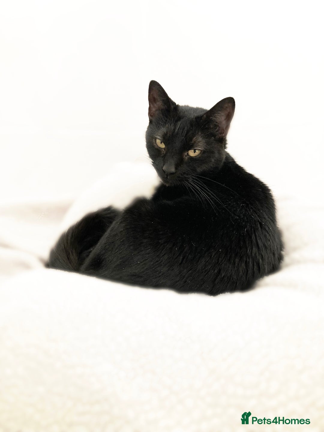 Domestic Shorthair cats for sale: Female black cat - Image 1
