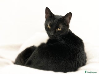 Domestic Shorthair cats - Advert 6