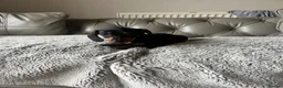 Dachshund dogs for sale: Dachshund puppies  - Advert 6