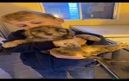 Cockapoo dogs for sale: F1 Cockapoo Puppies - Image 6