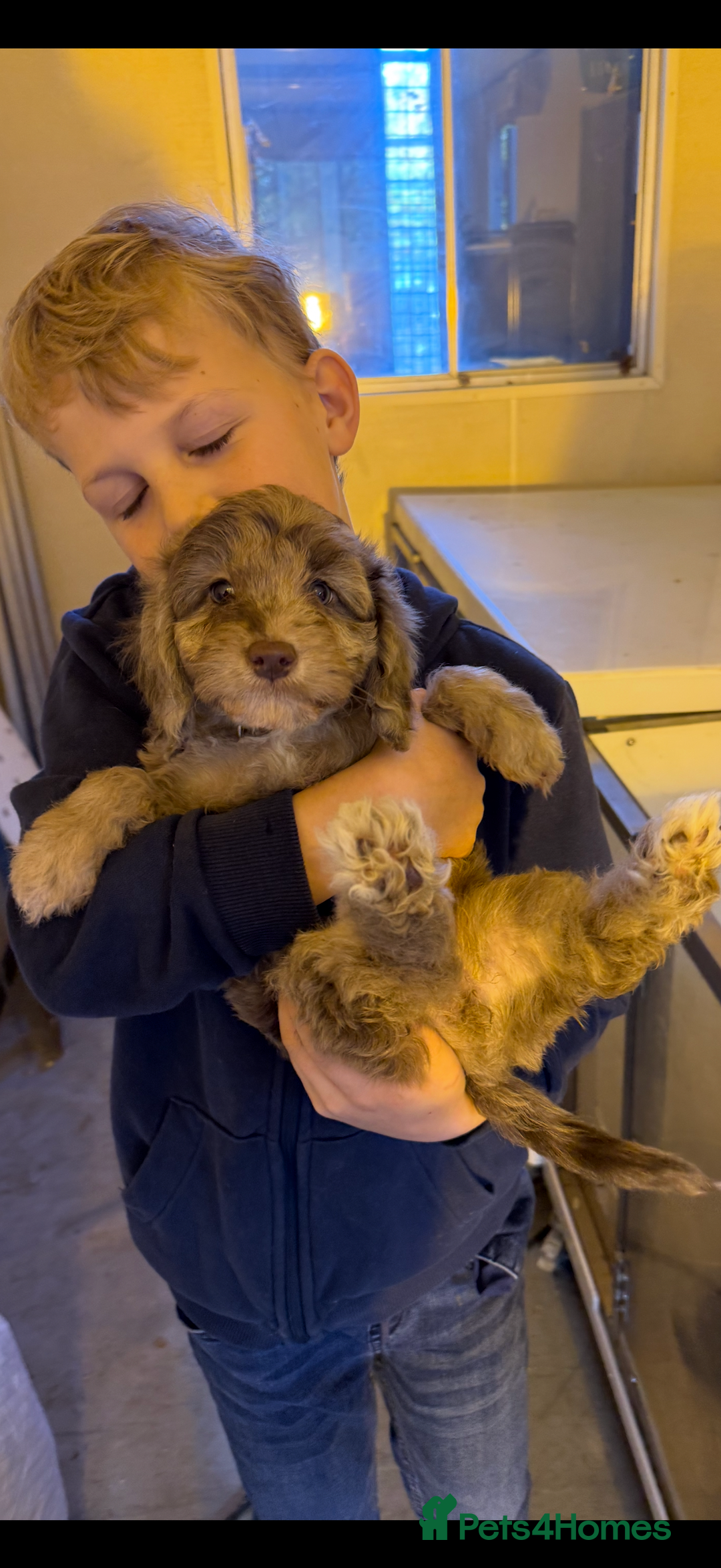 Cockapoo dogs for sale: F1 Cockapoo Puppies - Image 6