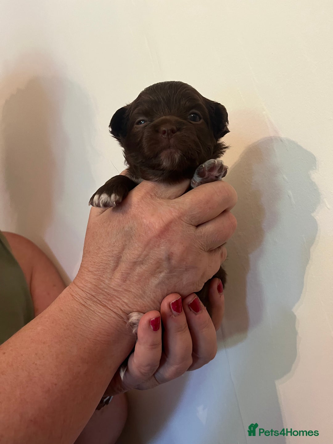 Chihuahua dogs for sale: Rare chocolate chihuahua puppies - Image 29