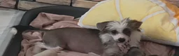 Chinese Crested dogs for sale: Stunning Chinese Crested Girls - Advert 4