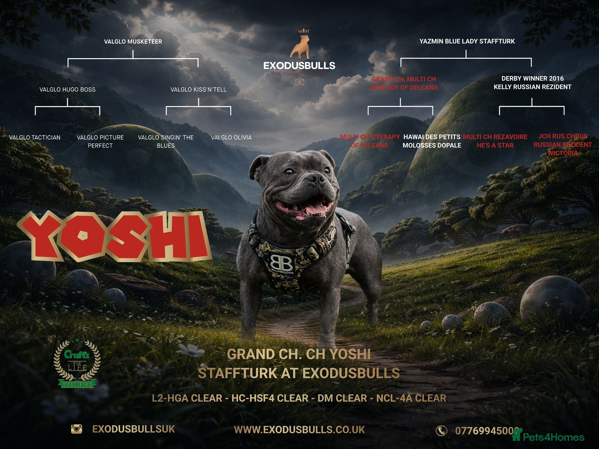 Staffordshire Bull Terrier dogs Blue staffy pups kc registered champion bred - Advert 2