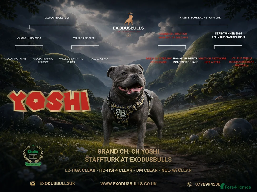 Staffordshire Bull Terrier dogs for sale: Blue staffy pups kc registered champion bred - Advert 2