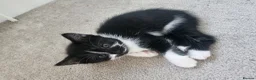 Mixed Breed cats for sale: 2 new born kittens in Enfield - Advert 15