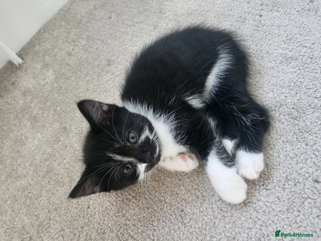Mixed Breed cats for sale: 2 new born kittens in Enfield - Advert 15