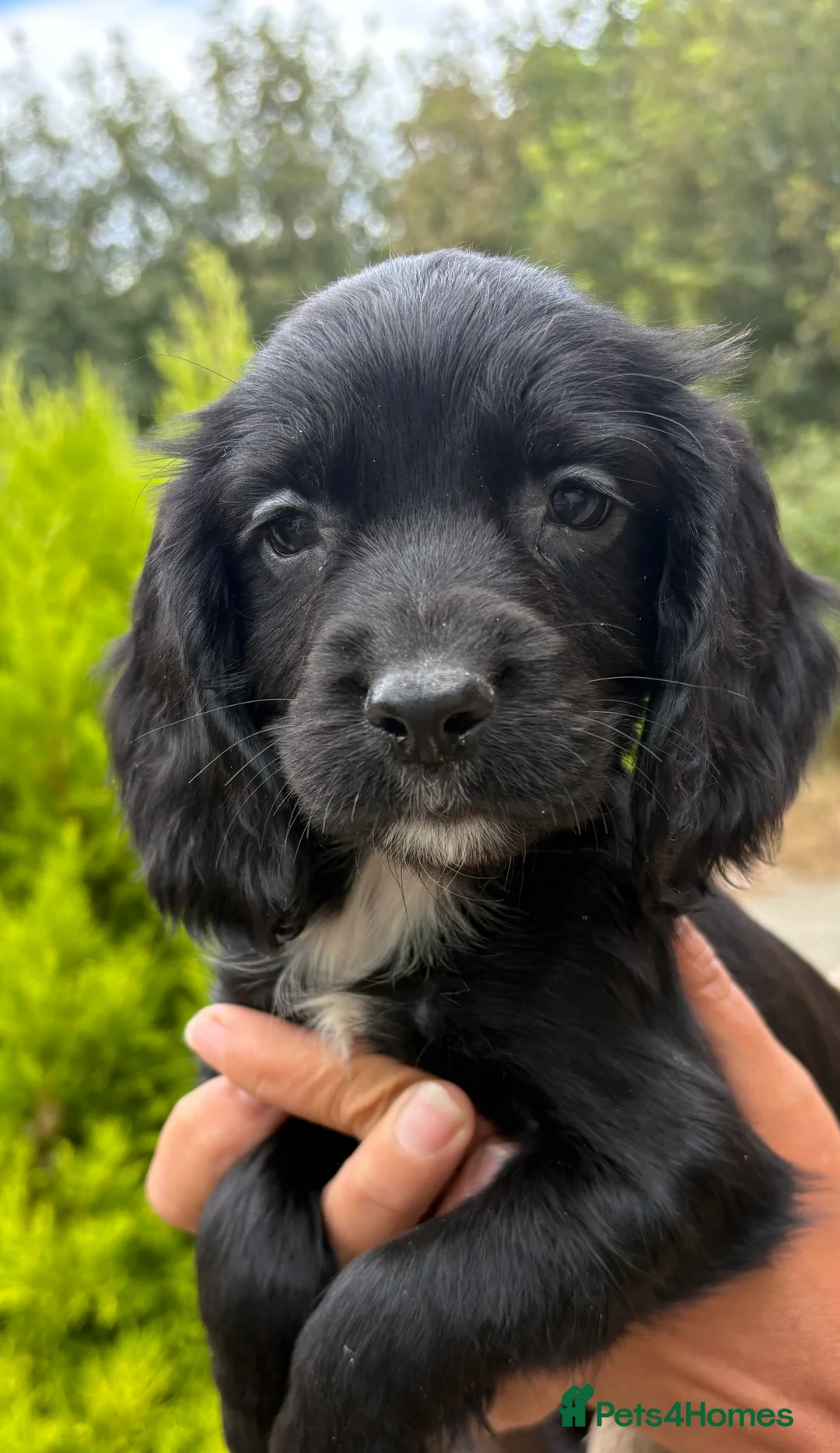 Sprocker dogs for sale: Beautiful F1 Sprocker Puppies  - Advert 2