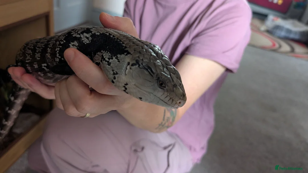 Skink reptiles for sale: Much loved blue tounged skink  in Ipswich - Advert 1