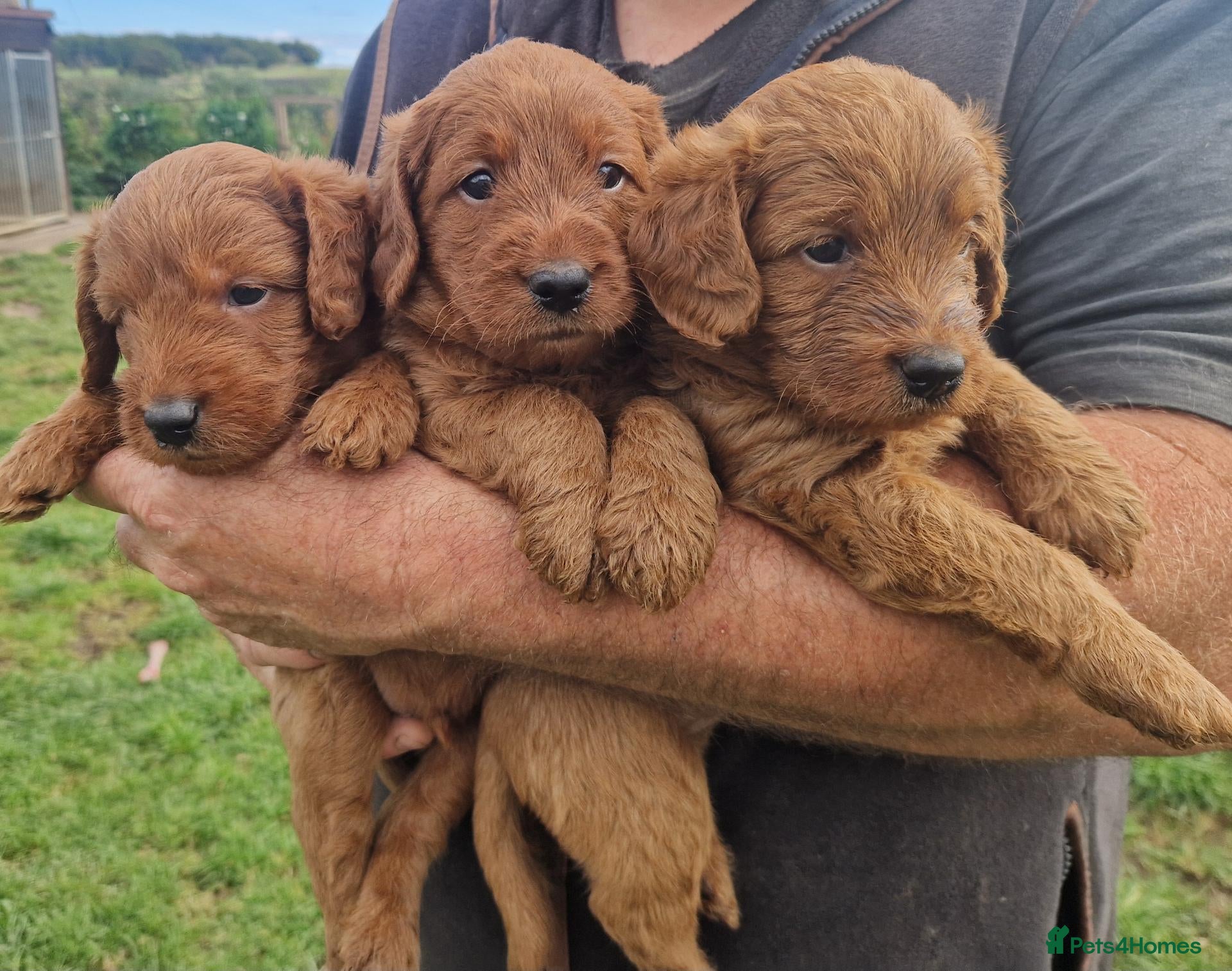 Labradoodle dogs DARK FOX RED LABRADOODLES - Advert 1