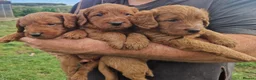 Labradoodle dogs for sale: DARK FOX RED LABRADOODLES - Advert 1