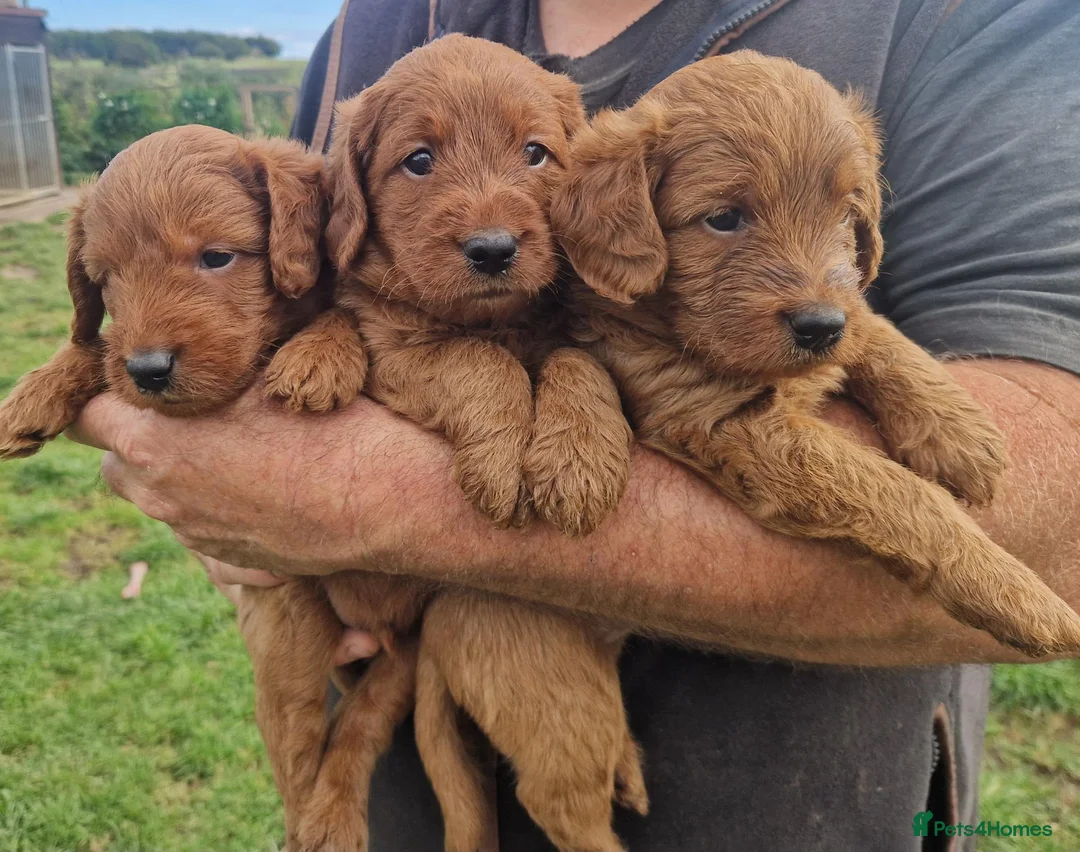 Labradoodle dogs for sale: DARK FOX RED LABRADOODLES - Advert 1