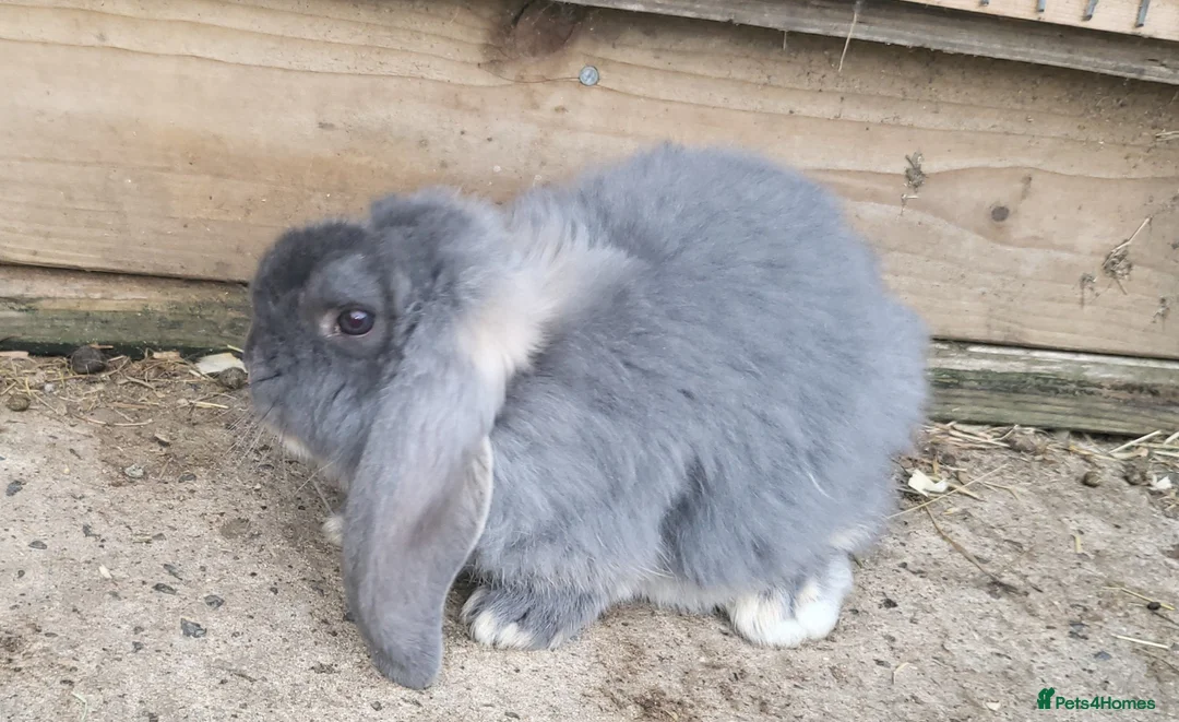 French Lop rabbits for sale: Giant french lops - Advert 6