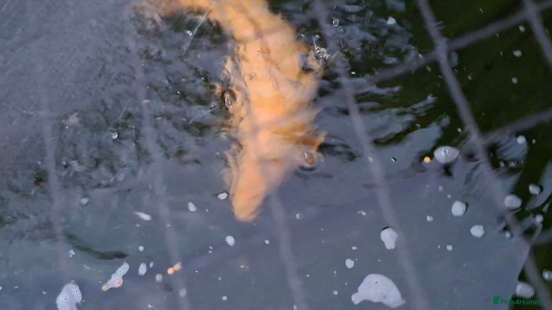 Other/Mixed Breed fish for sale: Koi, gold fish, blue orf, butterfly koi,grass carp - Image 4
