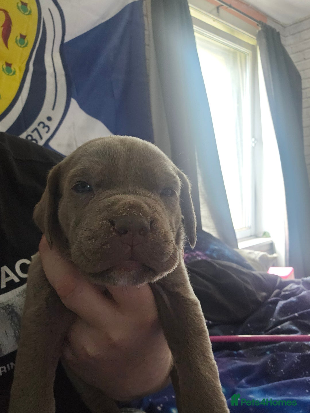 Mastiff dogs for sale: Mastiff Hybrids  - Image 15