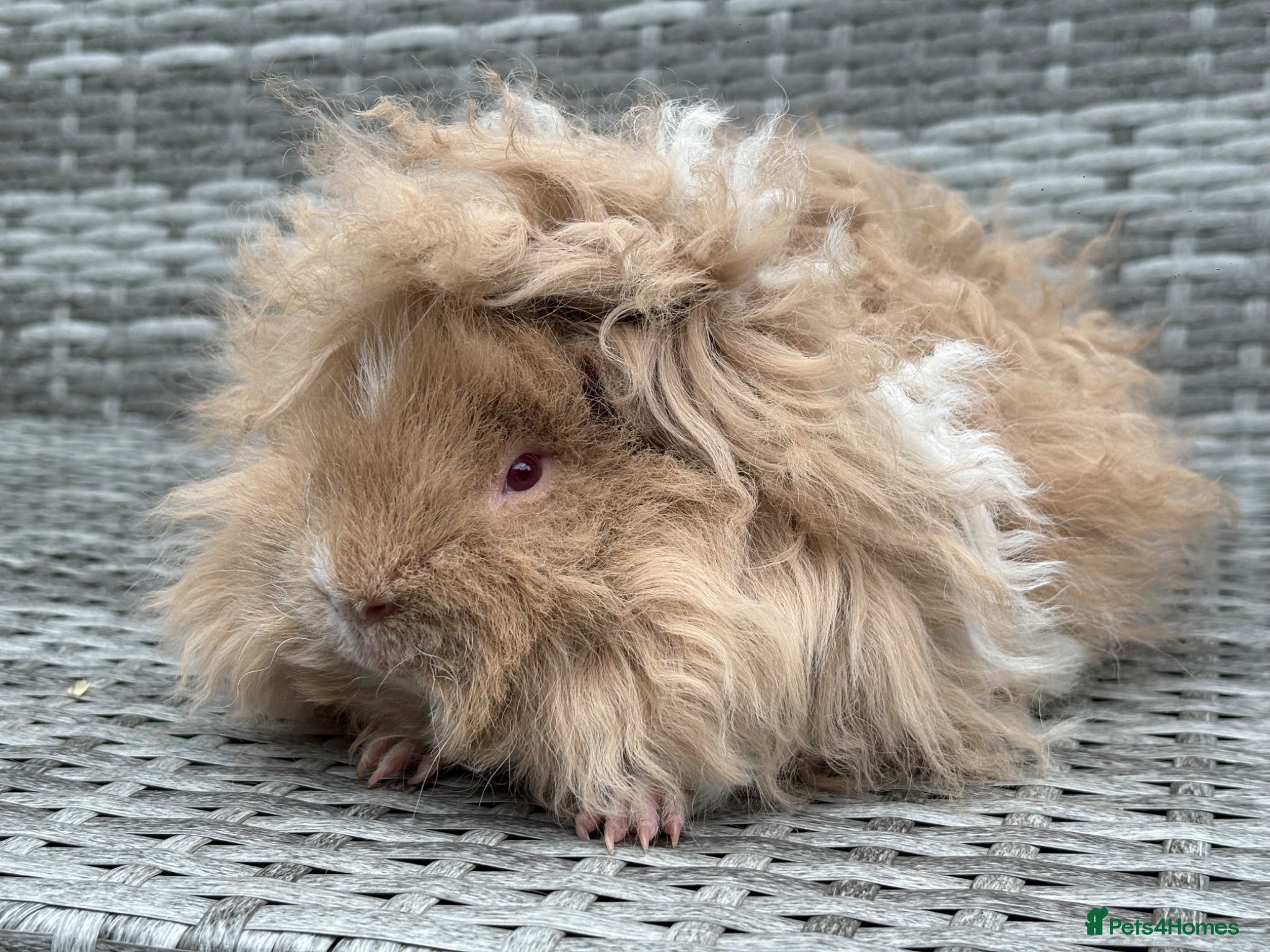 Guinea Pig rodents Purebred Lunkarya - Advert 2