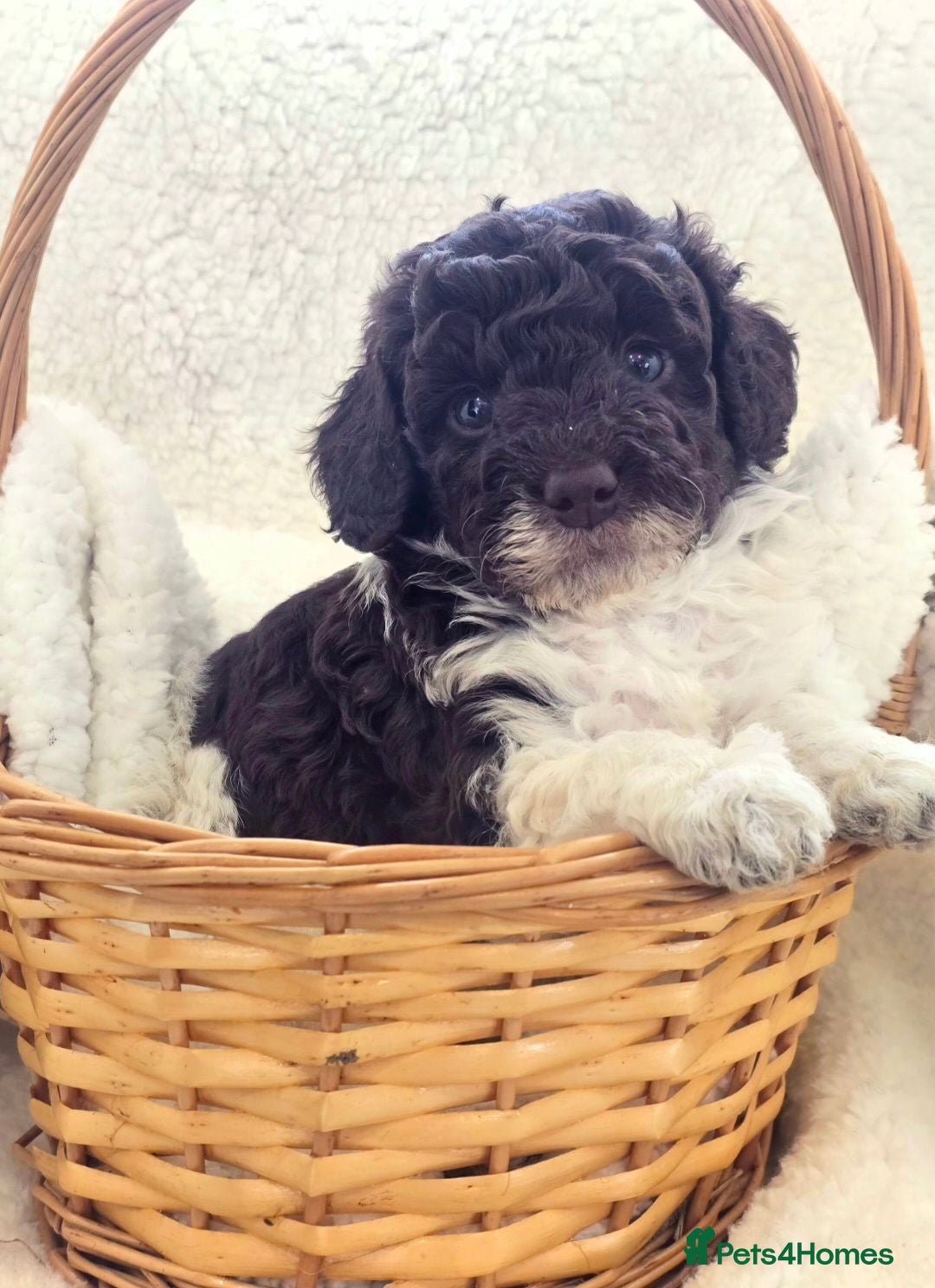 Cockapoo dogs F1b Minature Cockapoos - Advert 1