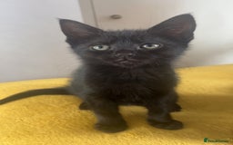 British Shorthair cats for sale: 🐾 Adorable 9-Week-Old Black Kittens 🐾 - Image 1