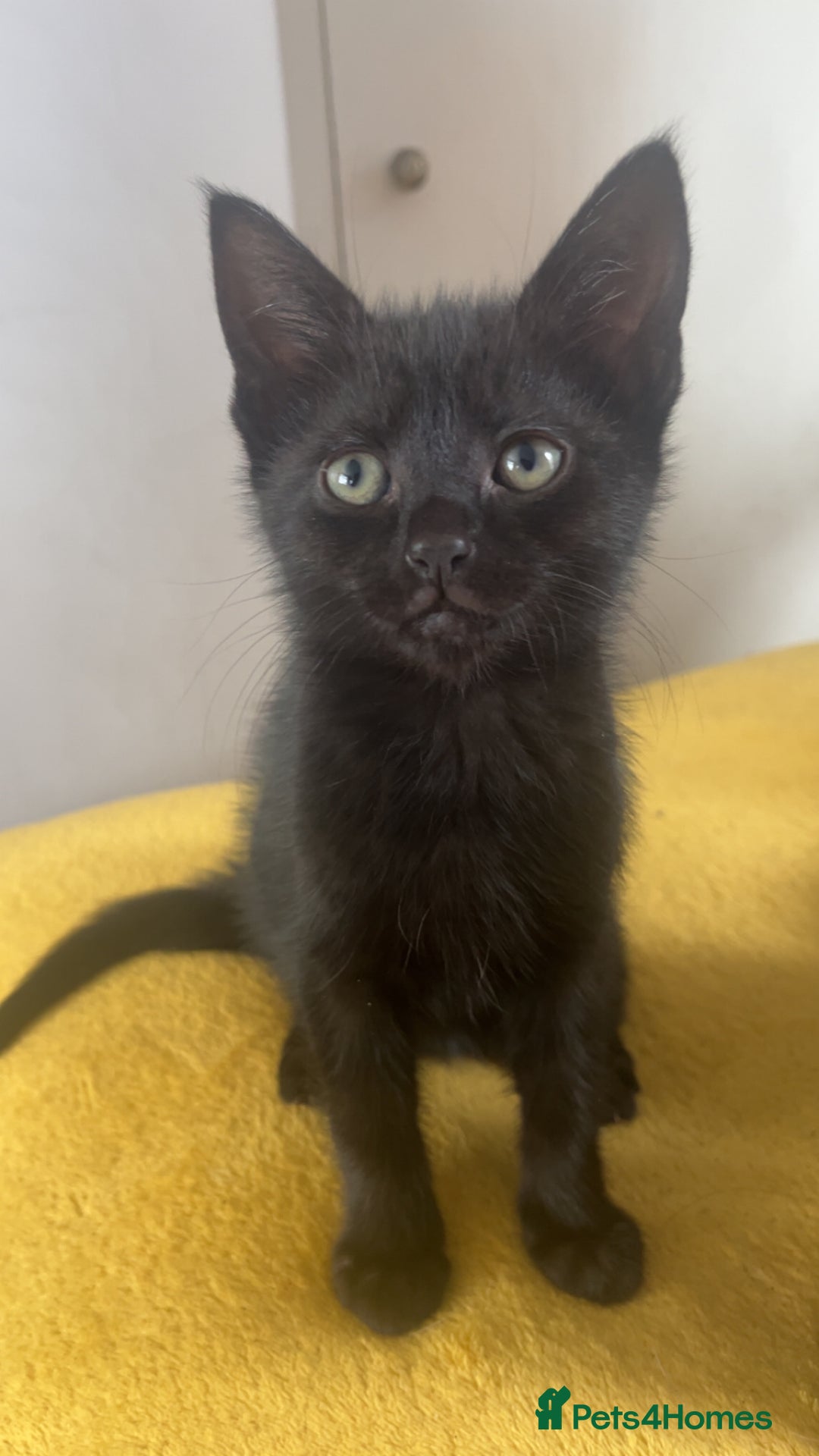 British Shorthair cats for sale: 🐾 Adorable 9-Week-Old Black Kittens 🐾 - Image 1