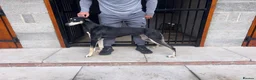 Lurcher dogs for sale: Saluki greyhound in Doncaster - Advert 3