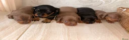 Dachshund dogs for sale: Dachshund  - Advert 11