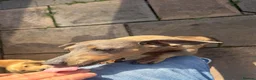 Miniature Dachshund dogs for sale: Miniature dachshund  - Advert 3