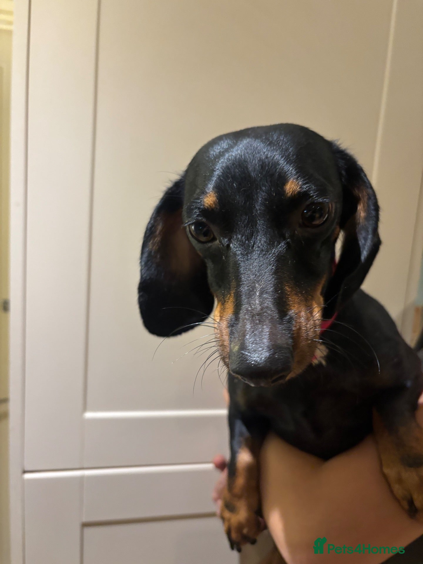Mixed Breed dogs Dachshund X Terrier - Advert 1