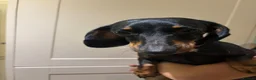 Mixed Breed dogs for sale: Dachshund X Border Terrier - Advert 1