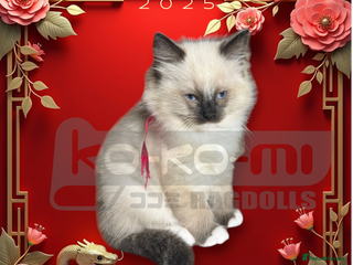 Ragdoll cats Pure fluffy Ragdolls - Advert 1